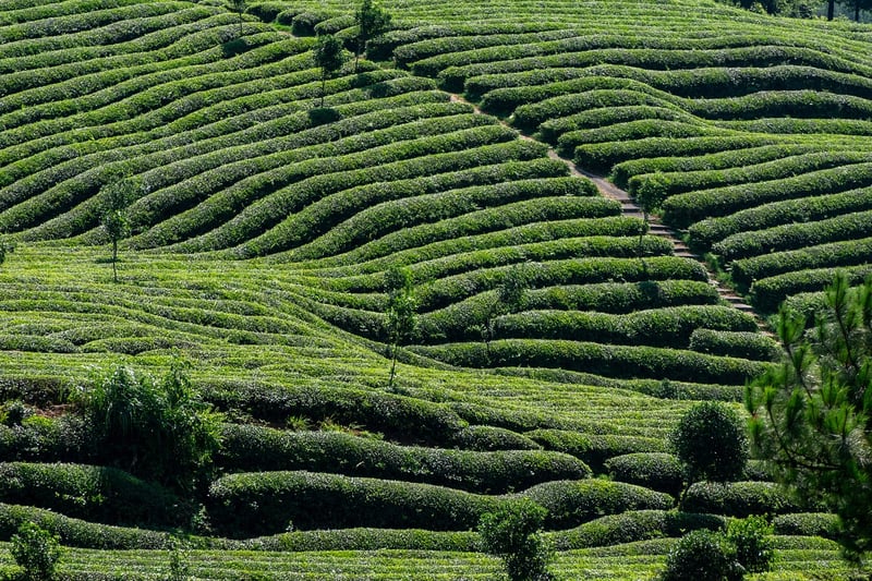 Tea
